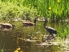 birds-lake