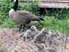 goose-goslings