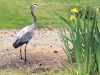 heron2